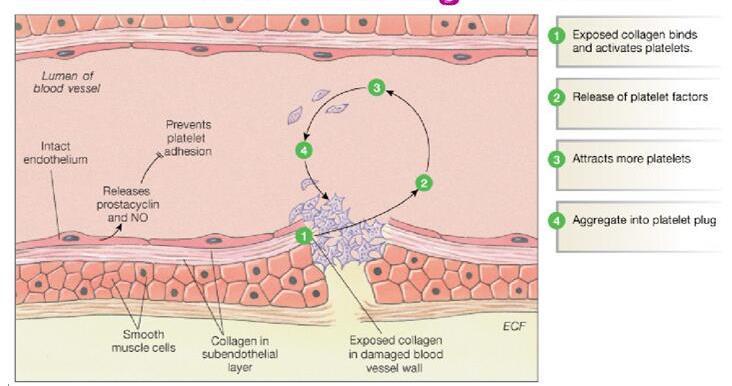 Primary hemostasis Vascular endothelium Vasoconstriction : local tissue factor, nervous system