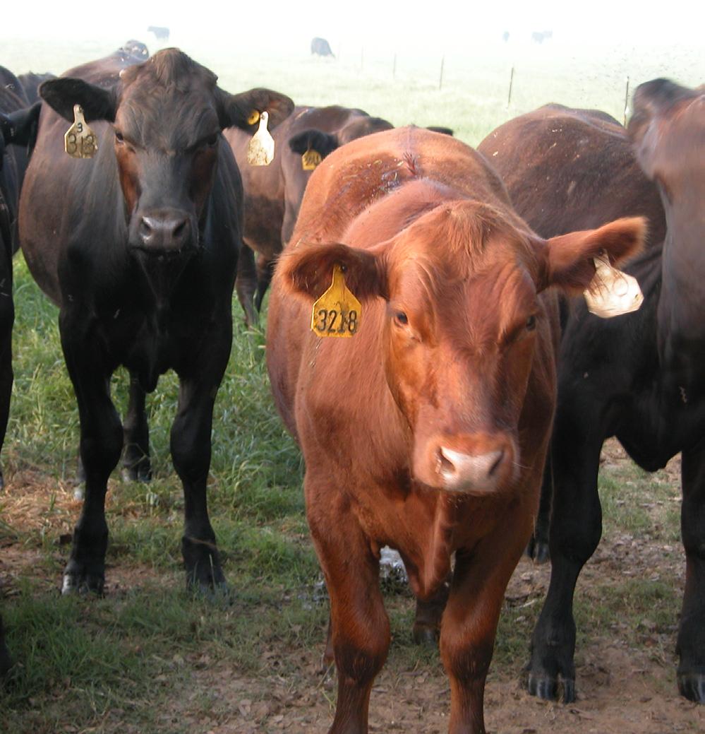 Country of Origin Labeling A Guide for Louisiana Cattle Producers Mandatory Country of Origin Labeling (COOL) took effect on September 30, 2008 and indirectly impacts livestock producers engaged in