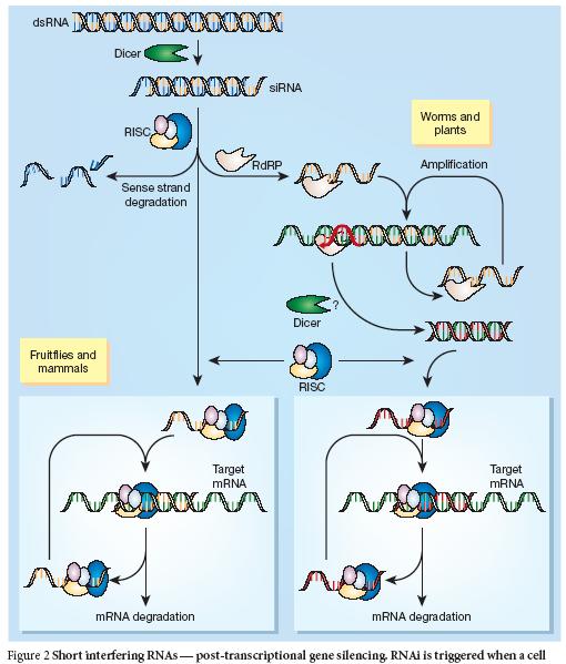 sirnas biogenesis and RNA interference sirnas mediated RNAi: post transcriptional gene silencing (PTGS) Dicer (RNase III nuclease) processes dsrna into short interfering RNAs (sirnas): 21-23 nt, 2nt
