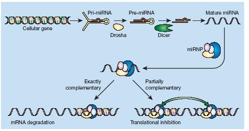 mirnas biogenesis and RNA interference pri-mirnas are mostly Pol II transcripts (like for snrnas probably Pol III also involved in pri-mirna biogenesis however ~1kb transcripts (longer than average