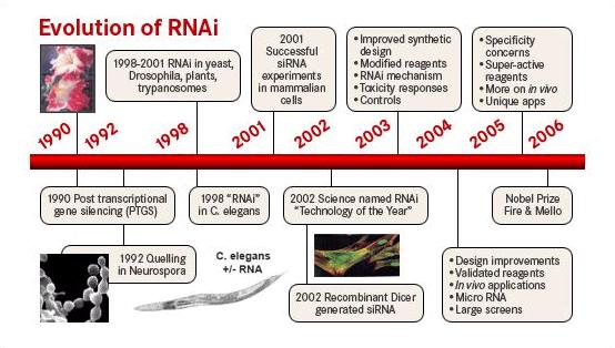 1990 s first mirna identified RNAi is known today as an evolutionary conserved mechanism that targets mrnas for