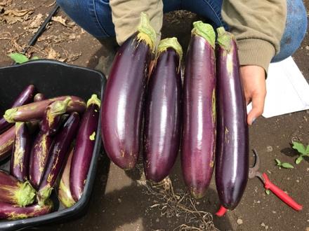 Eggplants between the sun hemp borders were