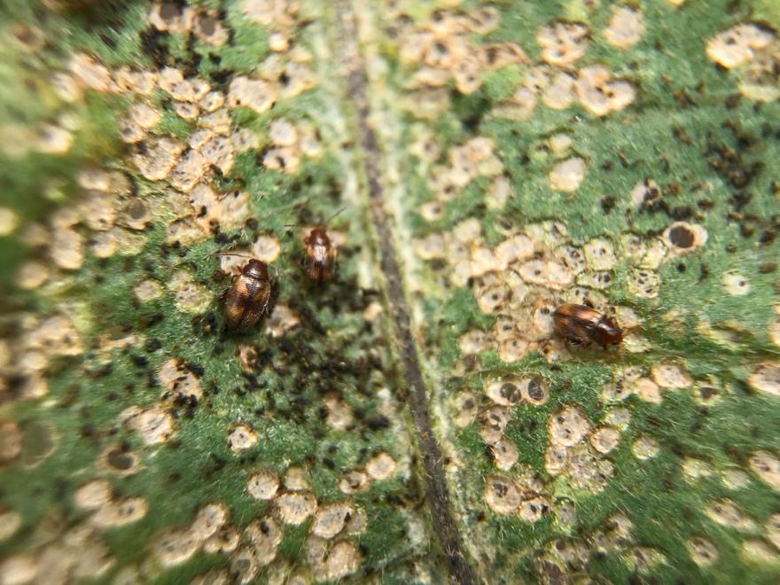 It was also noted that flea beetle damage was significantly lower as a result of the implementation of the sunn hemp borders with Macaranga inoculations. No.