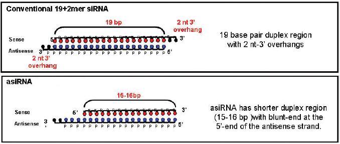 Technology Overview Small interfering RNAs (sirnas) are short, double-stranded RNAs (dsrnas) that mediate efficient gene silencing in a sequence-specific manner.