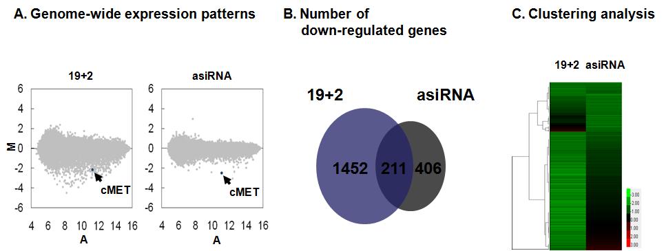 sense-target sequence, without (0 nmol/l) or with 10 nmol/l of Survivin or TIG3 19+2 or 16+3A sirnas. Luciferase activity was measured 48 hours after transfection.