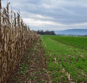 practices implemented: no-till farming, manure stacking and storage, cover crops and riparian buffers.