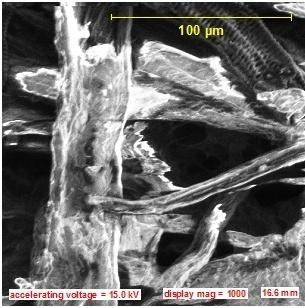 A Plate 2 SEM images of (A) Corn husk and (B) Plantain stalk (Magnification 1000x) Discussion of Result The results of chemical compositions analysis of the tested Agrowastes are listed in Table 1.0. Results indicate that these raw materials have a high potential for use as alternative fibres for pulp and paper making.