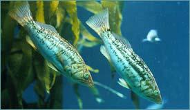 growth and reproduction of fish
