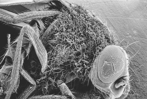fumigatus on adead Drosophila Scanning electronmicrograph of adrosophilaadult that