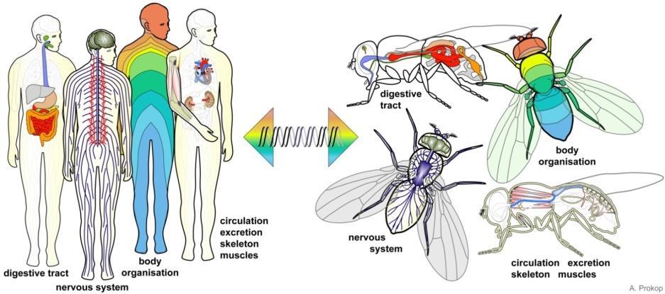 Functional conservation between Drosophila and
