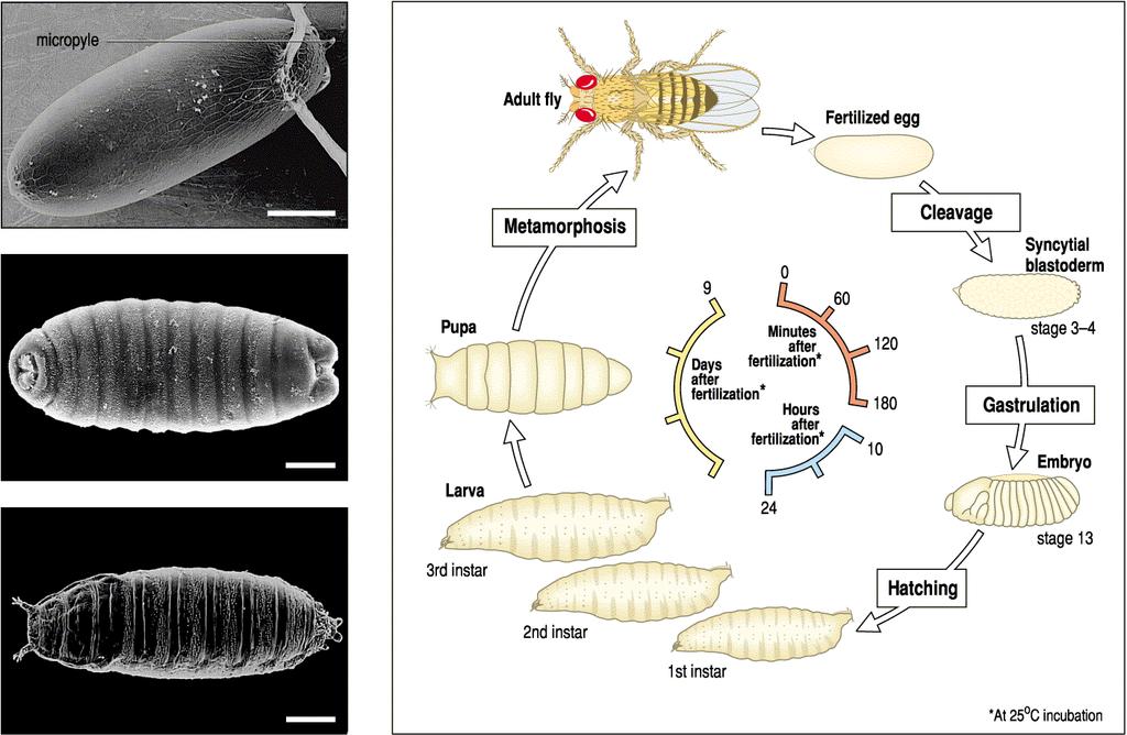 Drosophila melanogaster has the longest history of