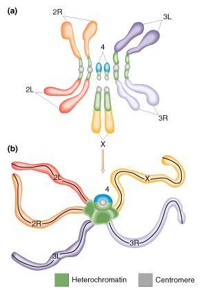 Polytene chromosomes: endoreplication (replication in the