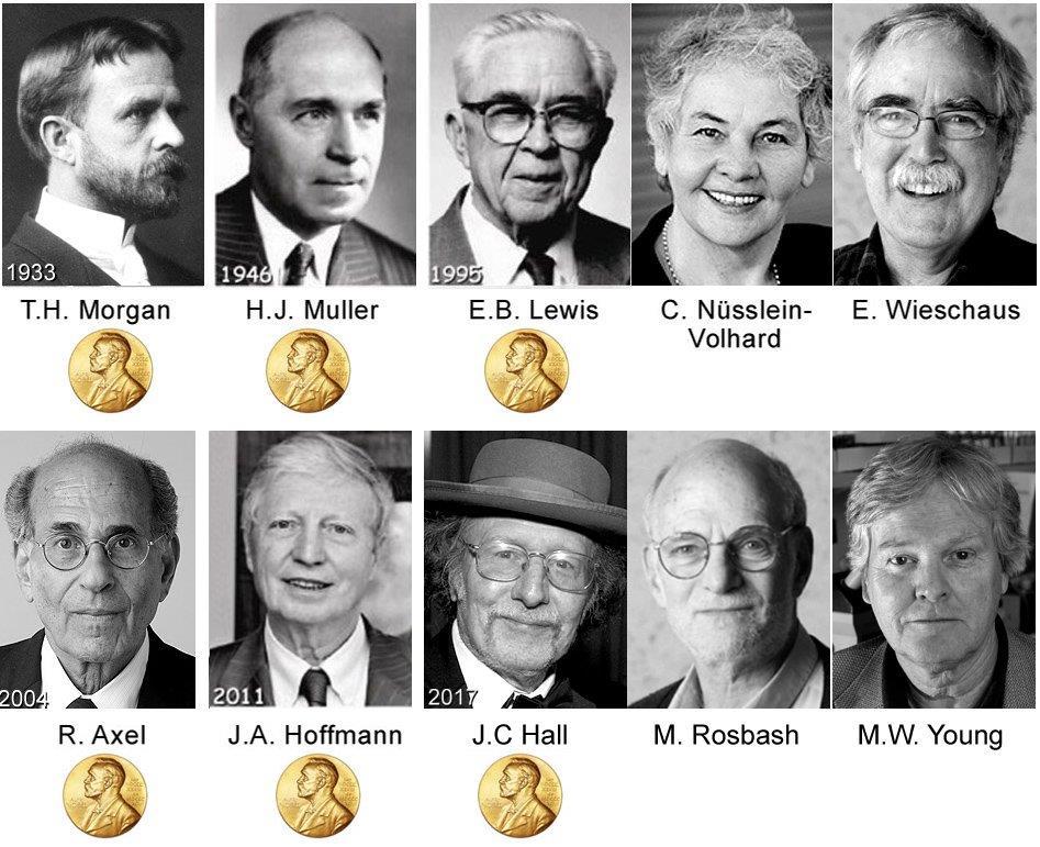 Nobel prizes awarded