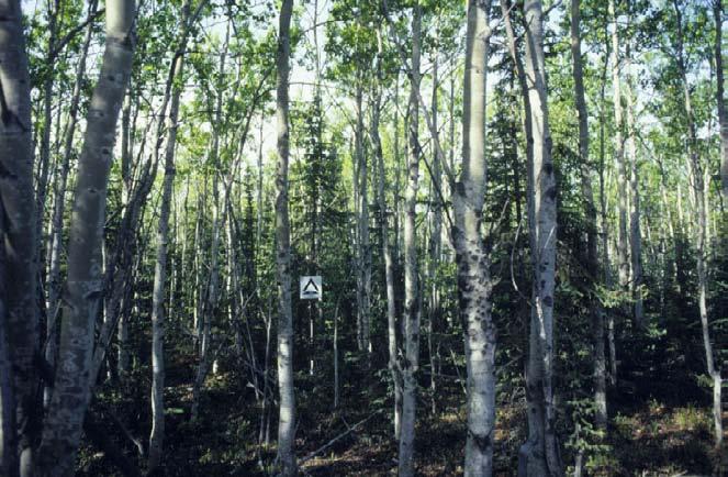 change Paper birch White spruce