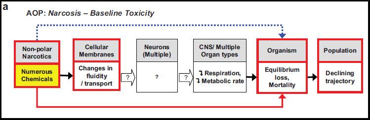 Example from aquatic toxicity: narcosis Non- specific, results from hydrophobic interac'ons with cell membranes In fish leads to decreased respiratory rate, metabolic rate, and low blood O2 leading