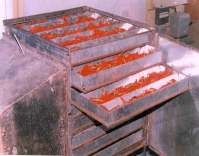 Agricultural University for drying serrated carrot, carrot slices, cabbage