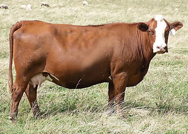 Favorable breed composition can be a great start to producing cattle