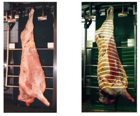 Whole-carcass VIA machines for beef