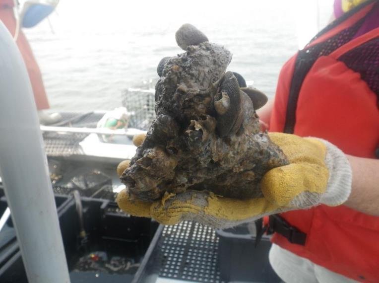 Quantifying Ecosystem Services of Restored Oyster Reefs A Summary of Chesapeake Bay Research David Bruce NOAA Fisheries Office of