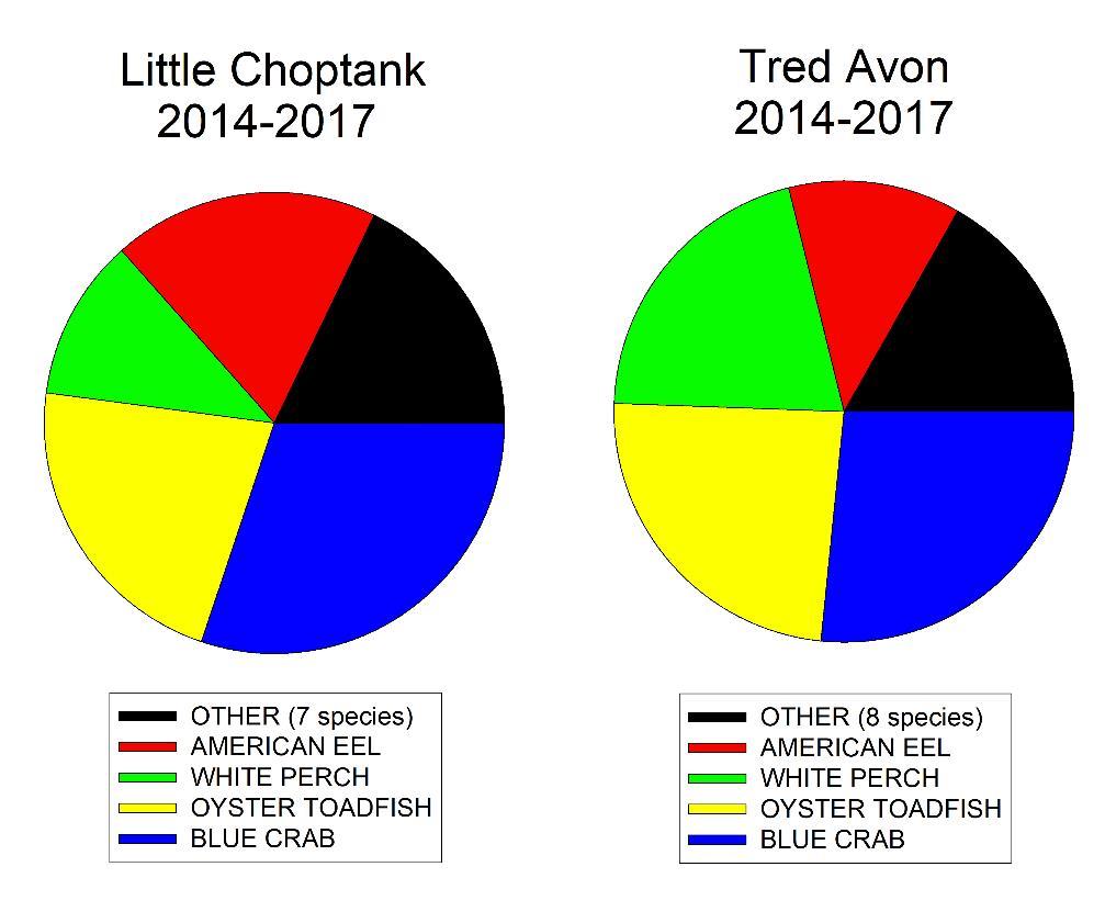 Highlights: Fish Utilization in the Little Choptank and Tred Avon Rivers, MD Fish catch, using baited traps on
