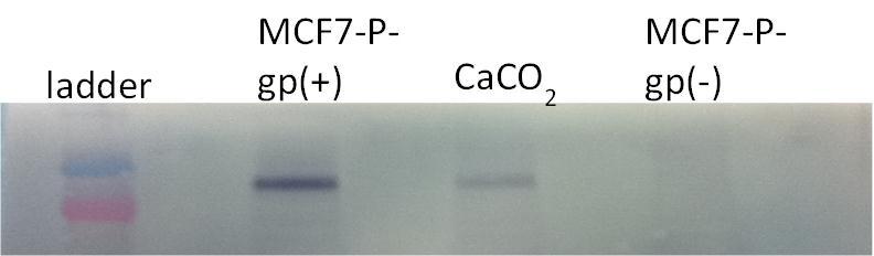 Figure 6: Western blot showing P-gp over expression in MCF7-P-gp(+) cells compared to positive control CACO-2 cells and negative control MCF7-P-gp(-) cells.