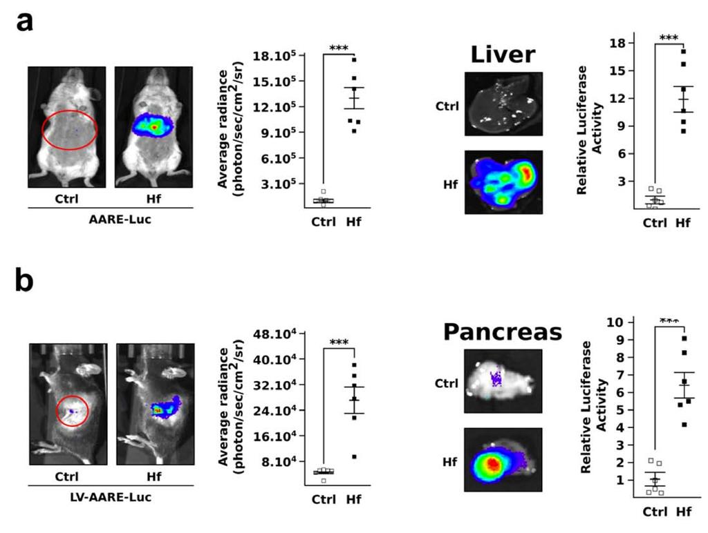 Supplementary Figure 6 Induction of the AARE-Driven Expression system by halofuginone in liver and pancreas.