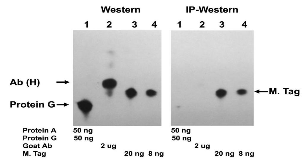 multiple-tag (M. Tag) fusion protein. Two similar blots are processed with different procedures using Mouse Anti-Trx-tag Monoclonal Antibody (GenScript, A00180): Classical Western blot detection (4.