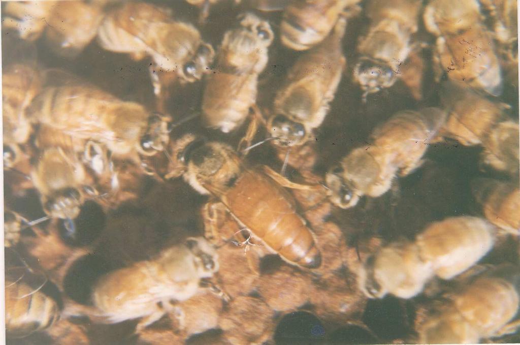 Queen bee of Apis Mellifera Queen Bee of Apis Cerena The Bee breeders registered with the department will be called for negotiation for the supply of above inputs. Budget Out lay: Rs.18.34625 lakhs.