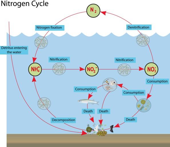 3. The Nitrogen Cycle All organisms require Nitrogen, which is used to make Amino Acids (monomers of Proteins) and Nucleotides (monomers of Nucleic Acids).