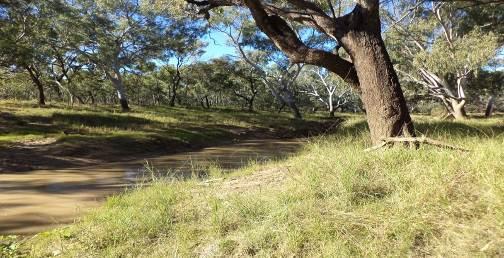 Belyando River eventually joins the Suttor River downstream of the proposed railway line. Figure 3.12 Ogenbeena Creek (lower) - Downstream (flood marks on trees, approximately 1.