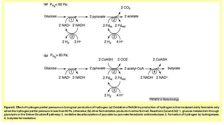 Effect of hydrogen partial pressure (P H2 ) on hydrogen yield Angenent LT, Karim K, Al-Dahhan MH, Wrenn BA, Domiguez-Espinosa