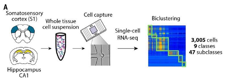 Large scale single-cell mrna sequencing to classify cells
