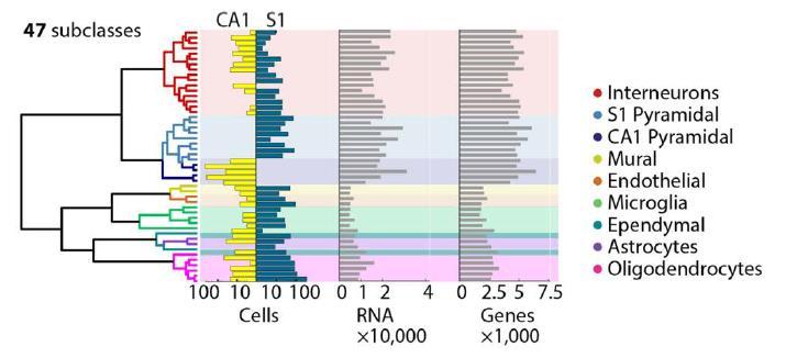 Cell types within subclasses can only be revealed by single-cell mrna sequencing Zeisel et al. Science.