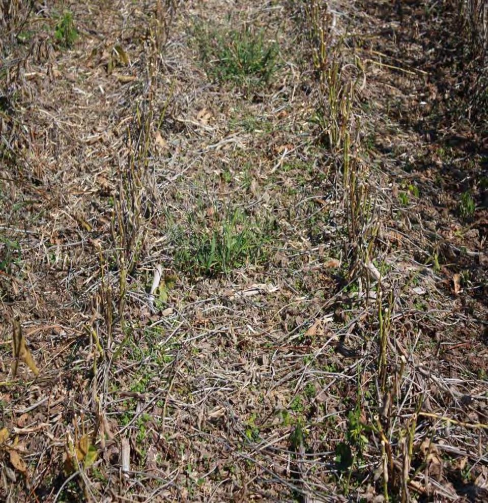 Irrigated varieties had less Green Stem Syndrome