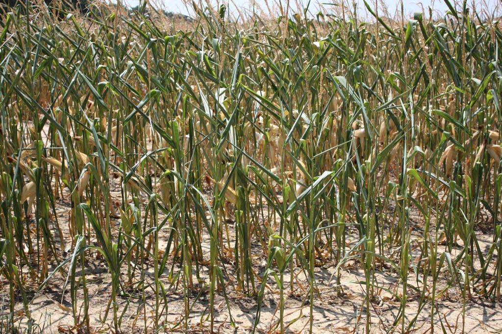 Drought Tolerant Corn Gene I.D. and traditional plant breeding- Syngenta seeds Artesian and Pioneer AquaMax hybrids NK seeds