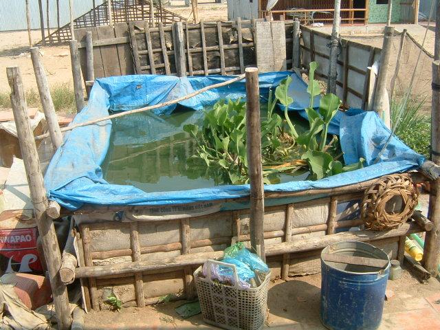 waterhyacinth Micro-aquaculture