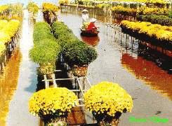 Flower village in Dong Thap