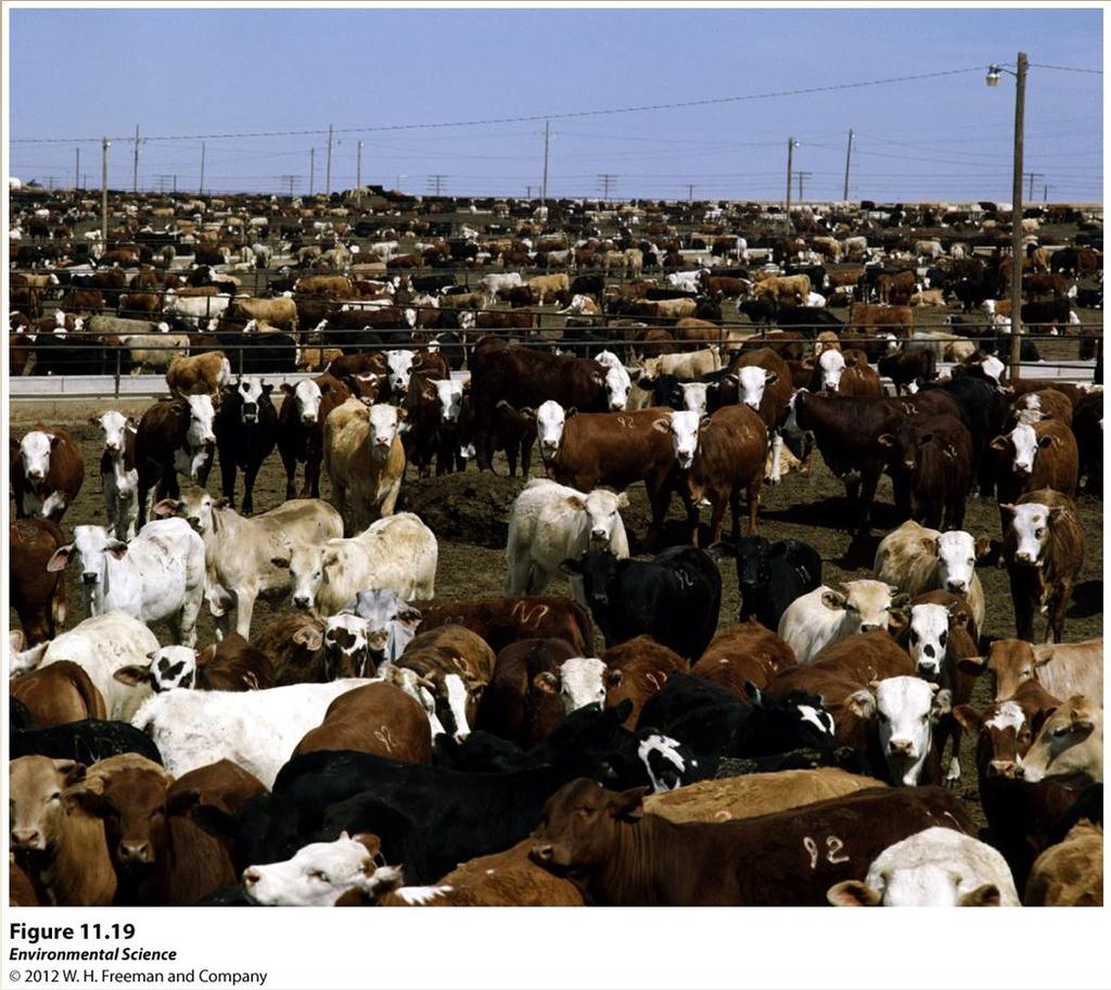 High-Density Animal Farming CAFOs (concentrated animal feeding