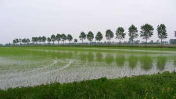 feature article The seed business in Italy Figure 4. Rice cultivation in Italy (L. Tamborini) Figure 5. Rice seed harvesting (L. Tamborini) Rice Table 6.
