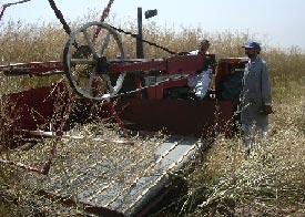 Canola thresher in operation 460 kg h -1 with threshing efficiency of 98%.