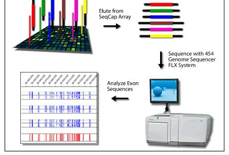 Next Generation Sequencing Massive parallel sequencing Community of genomics and transcriptomics Sequences of the GENOME DNA