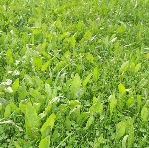 Red Clover Silage - Typical Digestibility 60 70% Dry Matter Yield 10 15 tonnes DM /ha (4 6 tonnes DM/acre) Dry Matter 25 30% Fresh Yield 40 60 tonnes/ha (16 25 tonnes/acre) Crude Protein 15 20%
