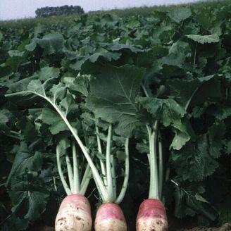 Stubble Turnips Palatable and digestible Can be utilised 10 to 12 weeks after sowing Cattle