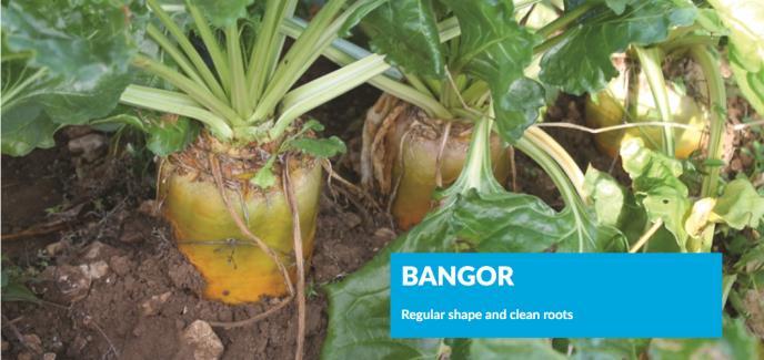 BANGOR Grazing Fodder Beet 20.7 Tonnes DM/hectare 110 tonnes/ha + fresh wt. 4 to 5 Tonnes DM also in tops 17.7% Dry Matter 80% sits out of the ground Clean (3.