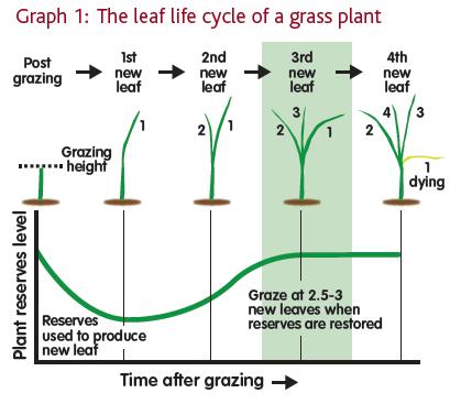 How does a grass plant grow?