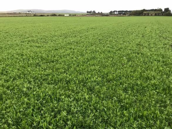 HF Growmore - new Highly palatable and nutritious More tolerant of lower ph TONIC plantain the best variety No chicory MUST be rotationally grazed 15 to 18