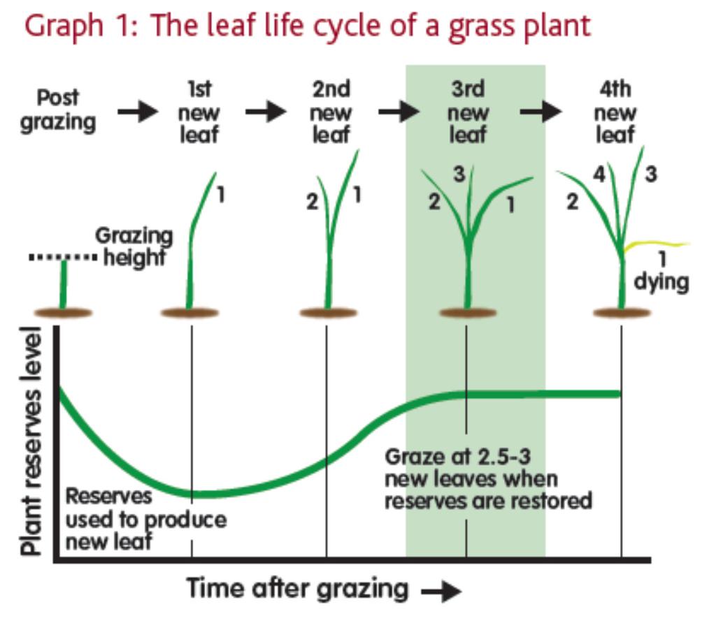 How does a grass plant grow? With fresh young grass it is possible to maintain an ME of over 12.