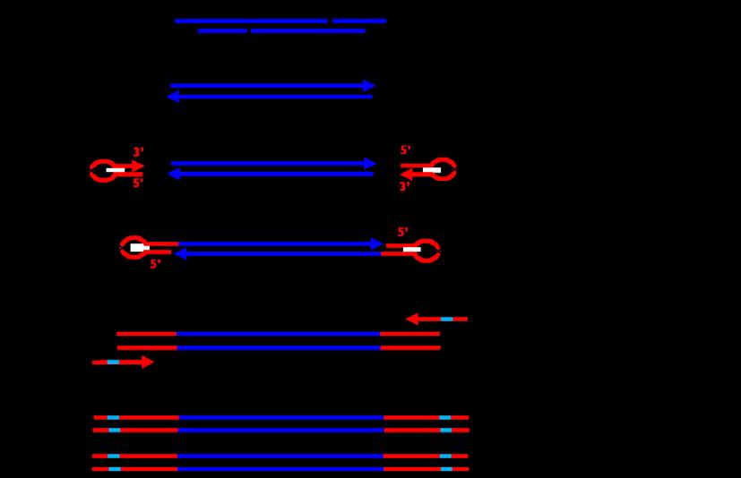 B. Principle The SMARTer ThruPLEX DNA-Seq Kit is based on our patented SMARTer ThruPLEX technology (Figure 2).