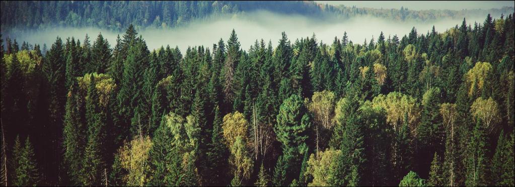 POLICY BRIEF UNFCCC Accounting for Forests: What s in and