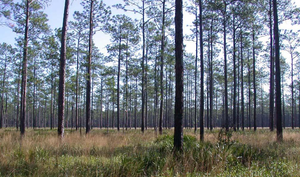 The Comprehensive Statewide Forest Inventory Analysis and Study (CSFIAS) was mandated by the Florida legislature in 2012 (House Bill 7117).